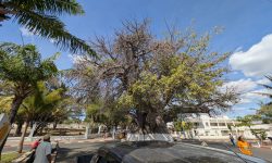Baobab Mahajanga Shams hôtel